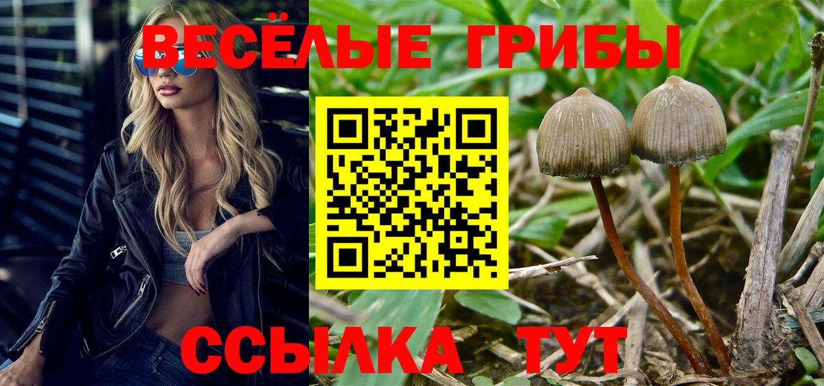 где купить наркоту  Галлюциногенные грибы Cubensis  Вход с VPN  Тайшет 